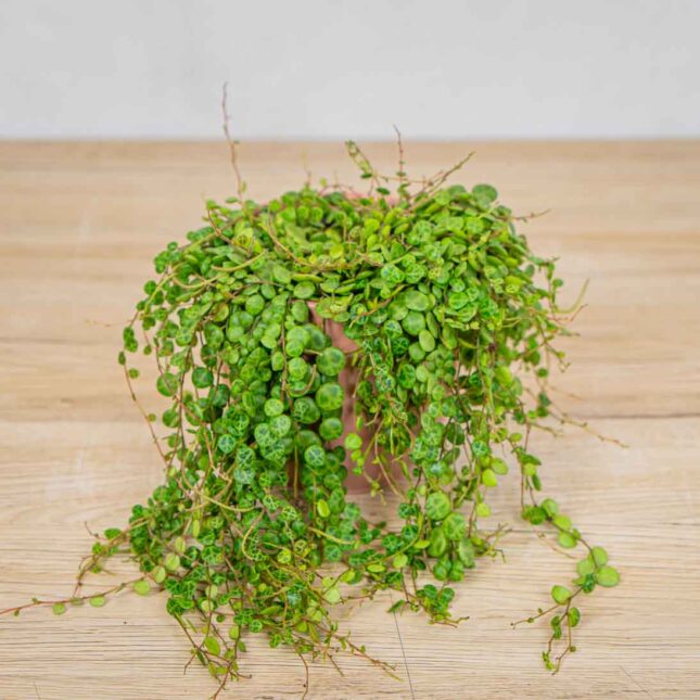 peperomia-prostrata peperomia-prostrata