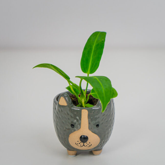 Anthurium warocqueanum Anthurium warocqueanum