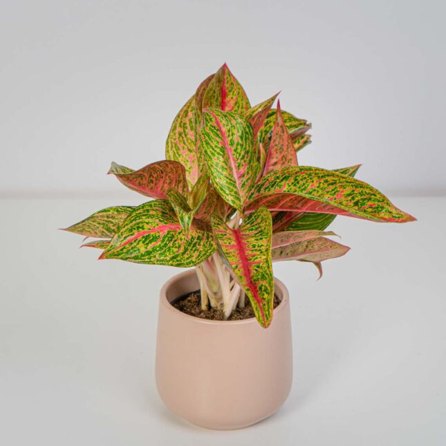 Aglaonema Romance Red Aglaonema Romance Red