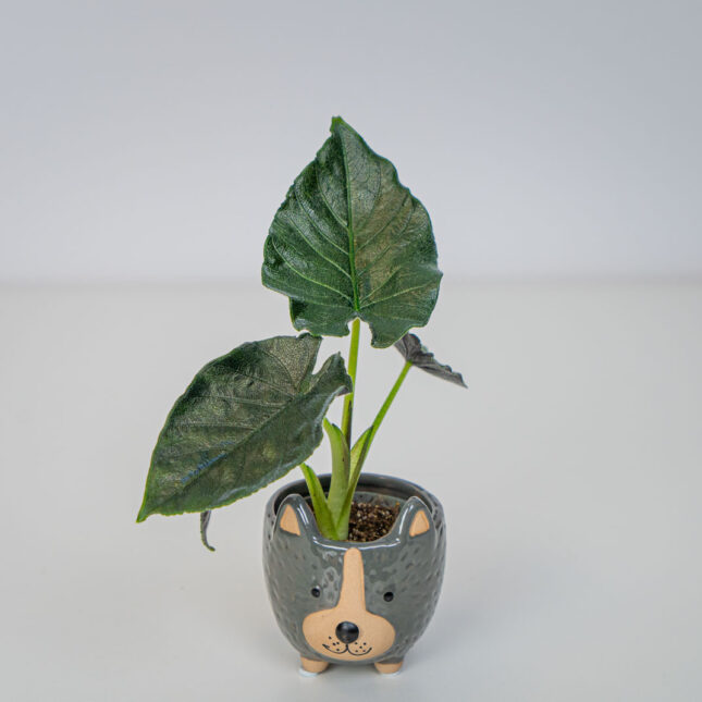 Alokazja antoro velvet baby (alocasia) Alokazja antoro velvet baby (alocasia)