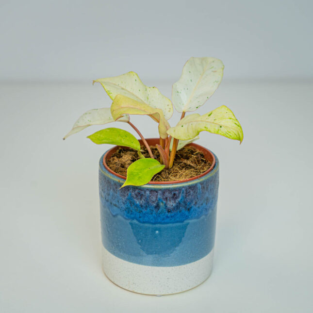 Philodendron snowdrift Philodendron snowdrift