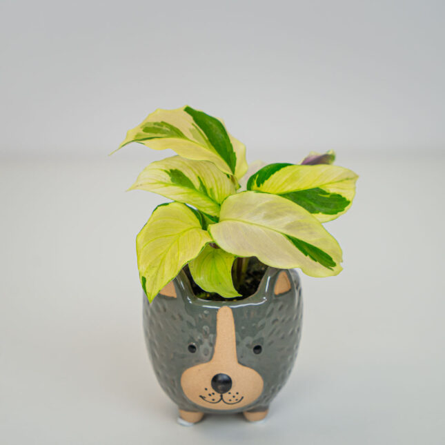 Calathea yellow fusion baby