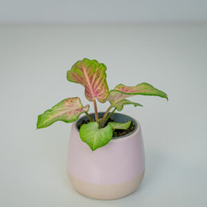 Caladium lemon blush baby