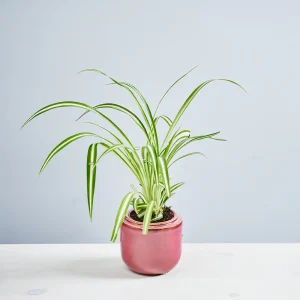 Zielistka 'Atlantic' baby (chlorophytum comosum variegatum)