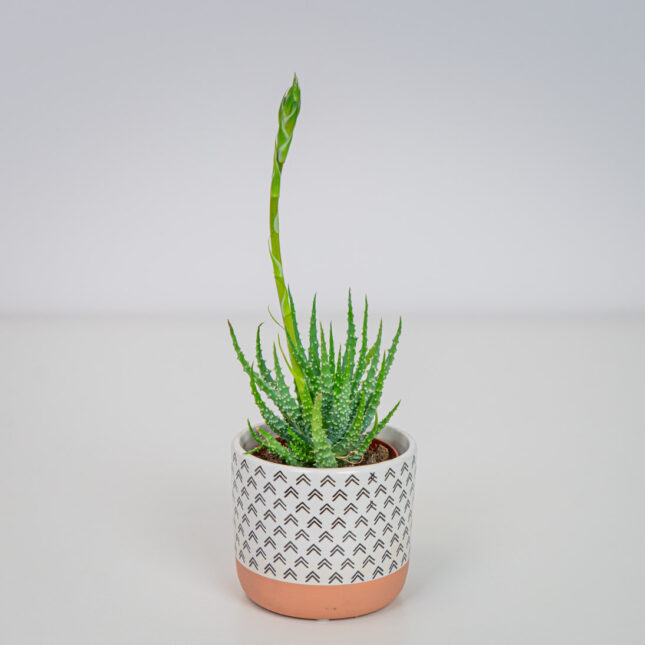 Aloes niski humilis Aloes niski humilis