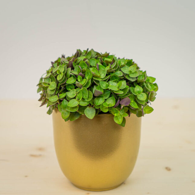 Smużyna płożąca (callisia repens)