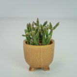 Rhipsalis baccifera horrida (patyczak) baby