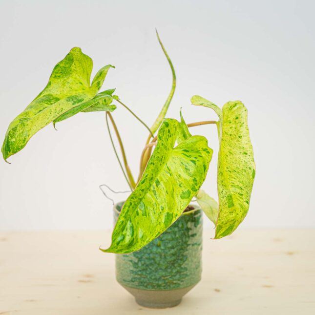 Philodendron paraiso verde
