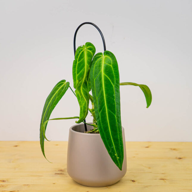 Anthurium warocqueanum Anthurium warocqueanum