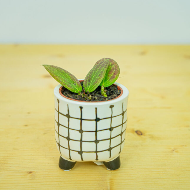 Hoya fitchii baby Hoya fitchii baby