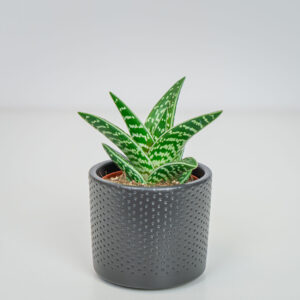 Aloes tygrysi (aloe variegata)