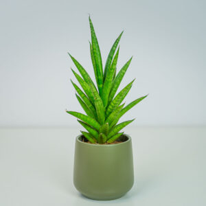 Sansevieria spiky