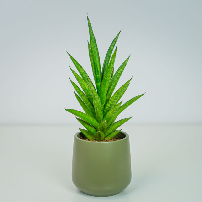 Sansevieria spiky Sansevieria spiky