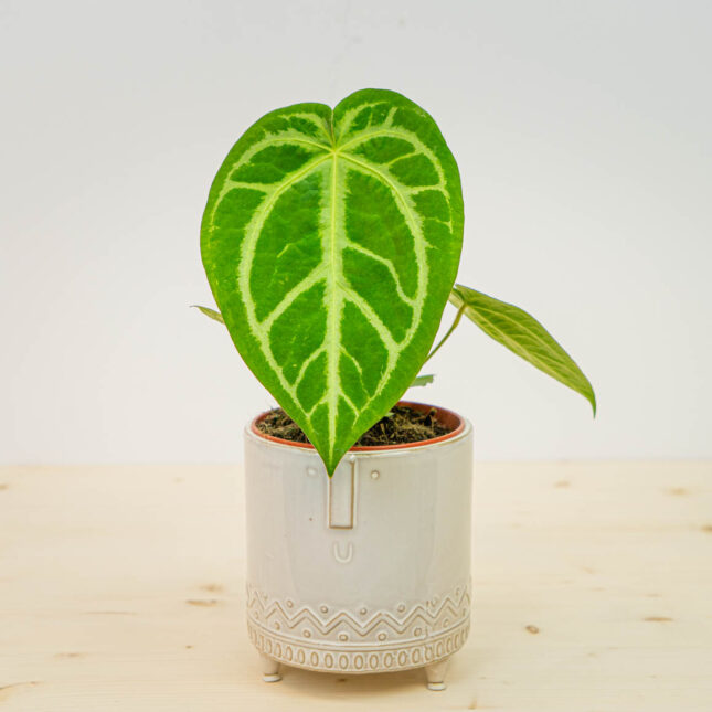 Anthurium magnificium Anthurium magnificium