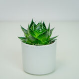 Aloes aristata
