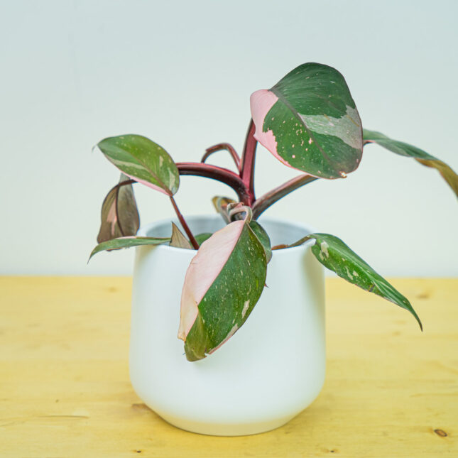 Philodendron pink princess Philodendron pink princess