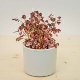 Szczawik plum crazy (oxalis vulcanicola)