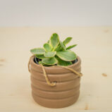 Crassula ovata money maker variegata baby (grubosz)