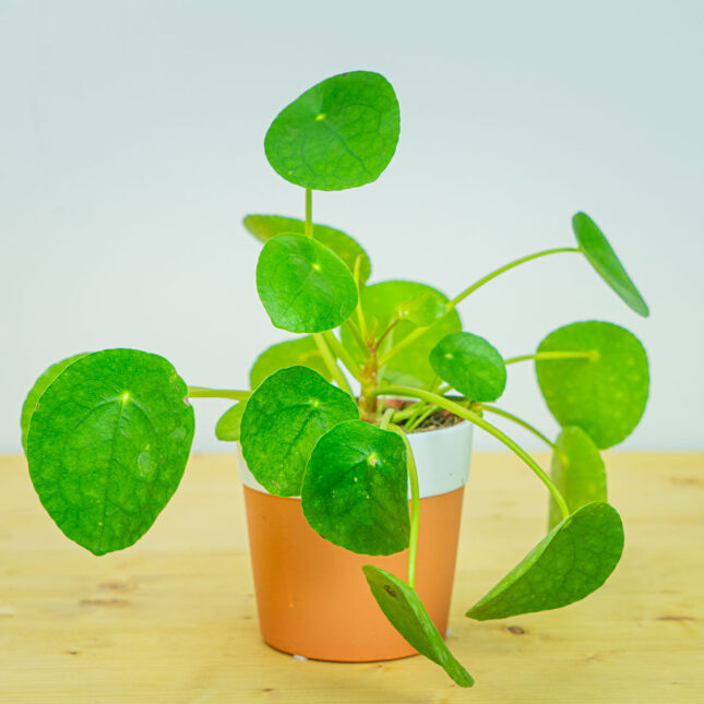 Zestaw: pilea peperomioides (pieniążek) w osłonce Zestaw: pilea peperomioides (pieniążek) w osłonce