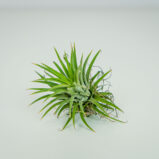 Tillandsia ionantha green (oplątwa)