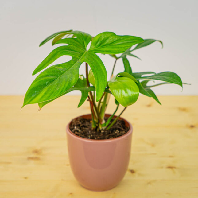Philodendron florida green Philodendron florida green