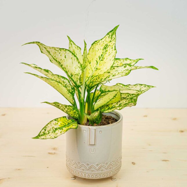 Aglaonema white kiwi Aglaonema white kiwi