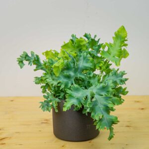 Phlebodium davana