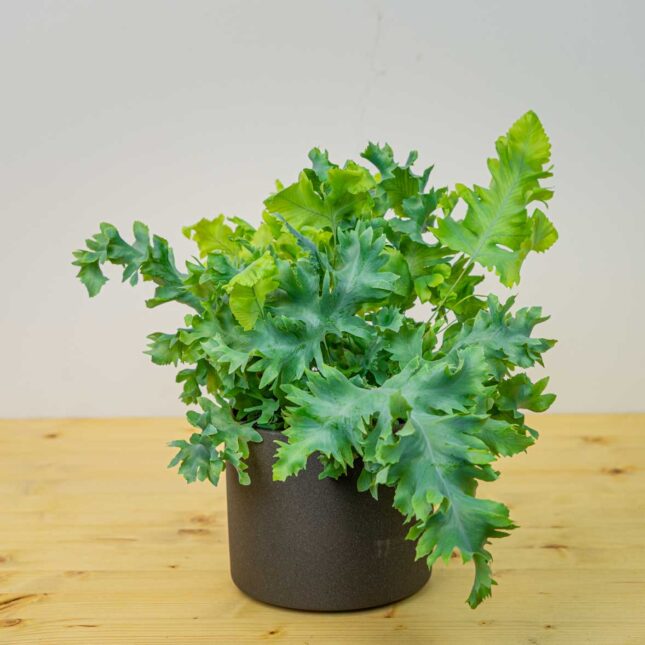 Phlebodium davana