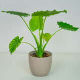 Alokazja gageana (alocasia)