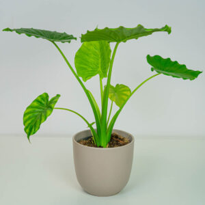Alokazja gageana (alocasia)