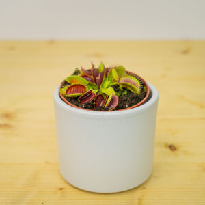 Muchołówka amerykańska (dionaea muscipula)