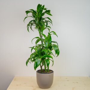 Dracena fragrans tornado