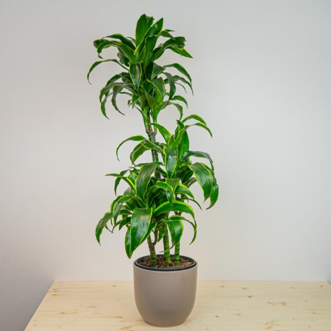 Dracena fragrans tornado