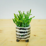 Rhipsalis ewaldiana (patyczak) baby