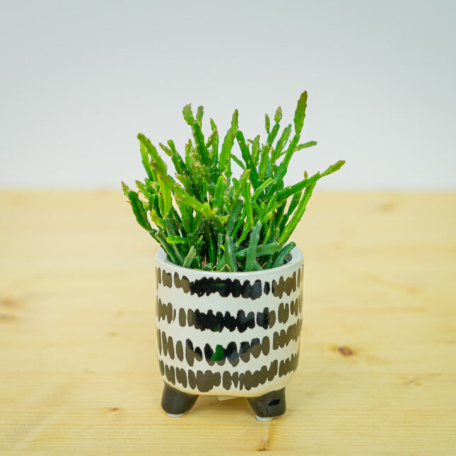 Rhipsalis ewaldiana (patyczak) baby