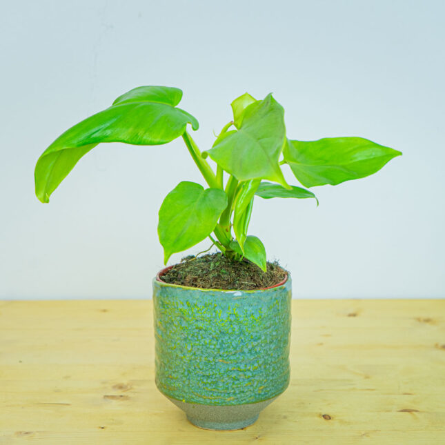 Philodendron bipennifolium aurea (gold violin) Philodendron bipennifolium aurea (gold violin)
