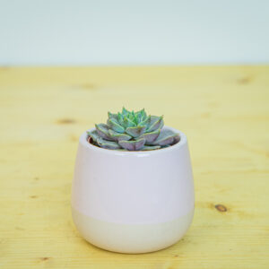 Eszeweria lola baby (echeveria)