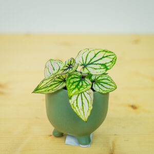 Caladium pliage baby