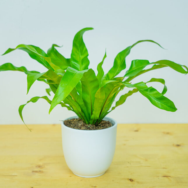 Paproć zanokcica (asplenium antiquum) Paproć zanokcica (asplenium antiquum)