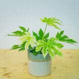 Fatsia japonica spiderweb variegata (facja)
