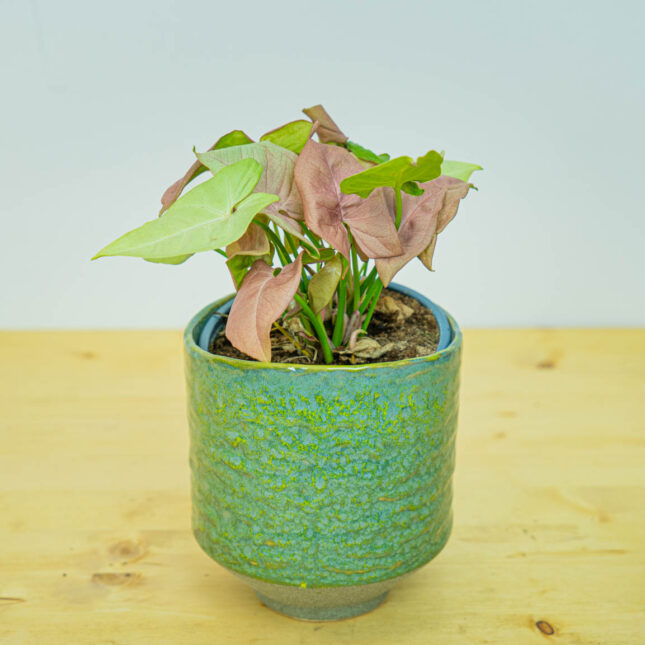 Syngonium neon robusta Syngonium neon robusta
