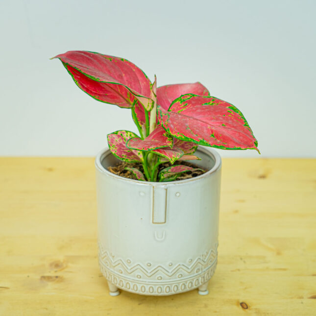 Aglaonema red master Aglaonema red master