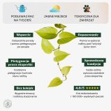 EPipremnum_golden_pothos_min