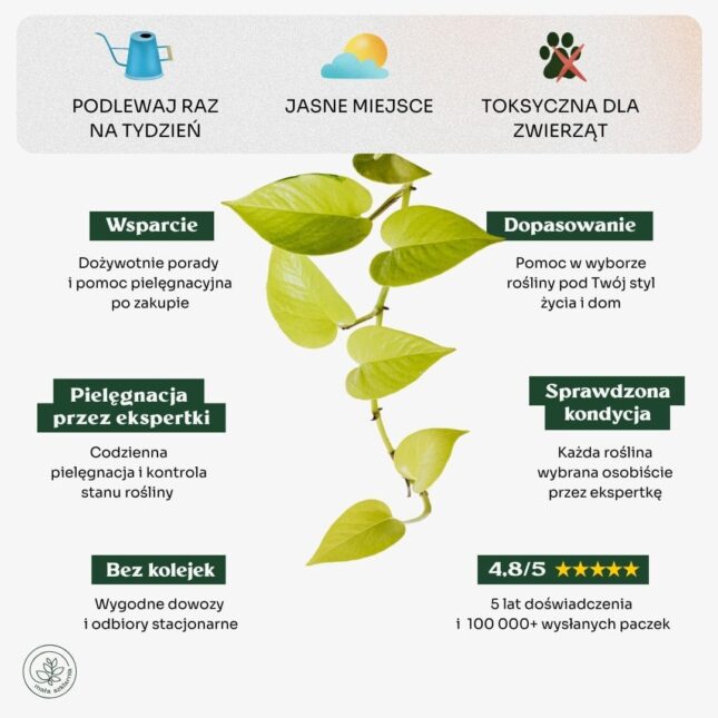 EPipremnum_golden_pothos_min EPipremnum_golden_pothos_min