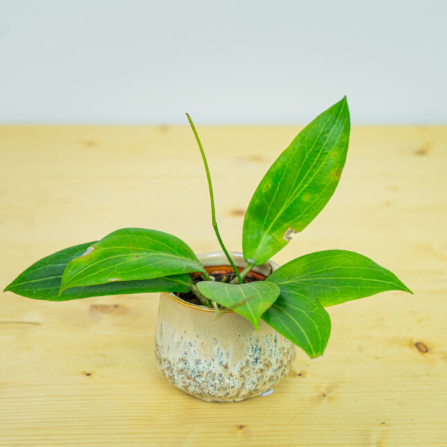 Hoya rigida baby Hoya rigida baby
