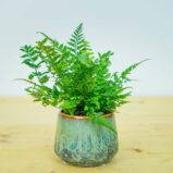 Paprotnik chiński (polystichum tsus-simense) baby