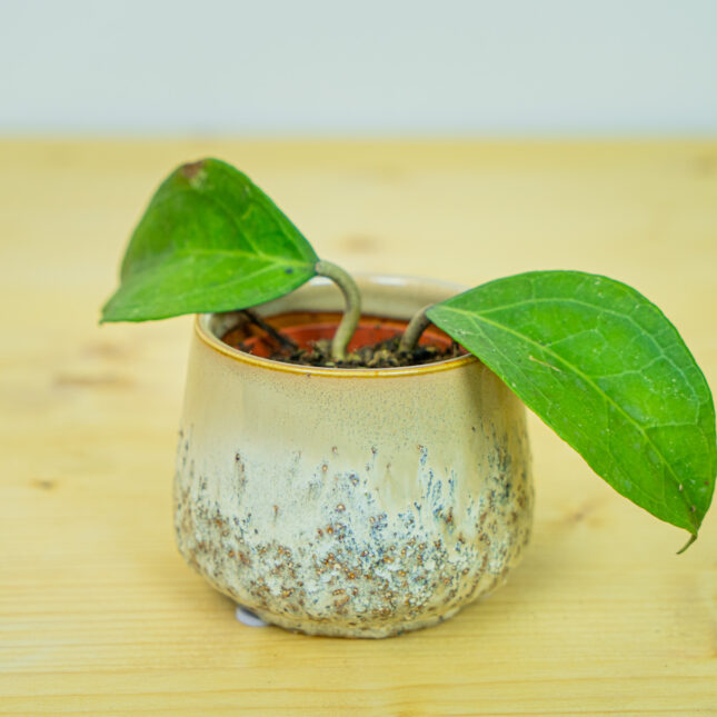 Hoya lambii baby Hoya lambii baby