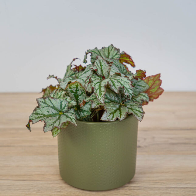 Begonia rex space star Begonia rex space star