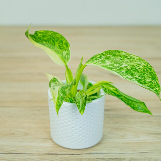 Philodendron jose buono variegata baby Philodendron jose buono variegata baby