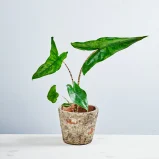 Alokazja zebrina baby (alocasia)